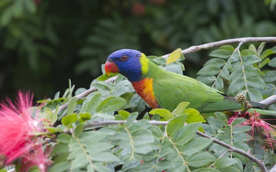 Alma Bay Holiday Unit 2 - Lorikeet