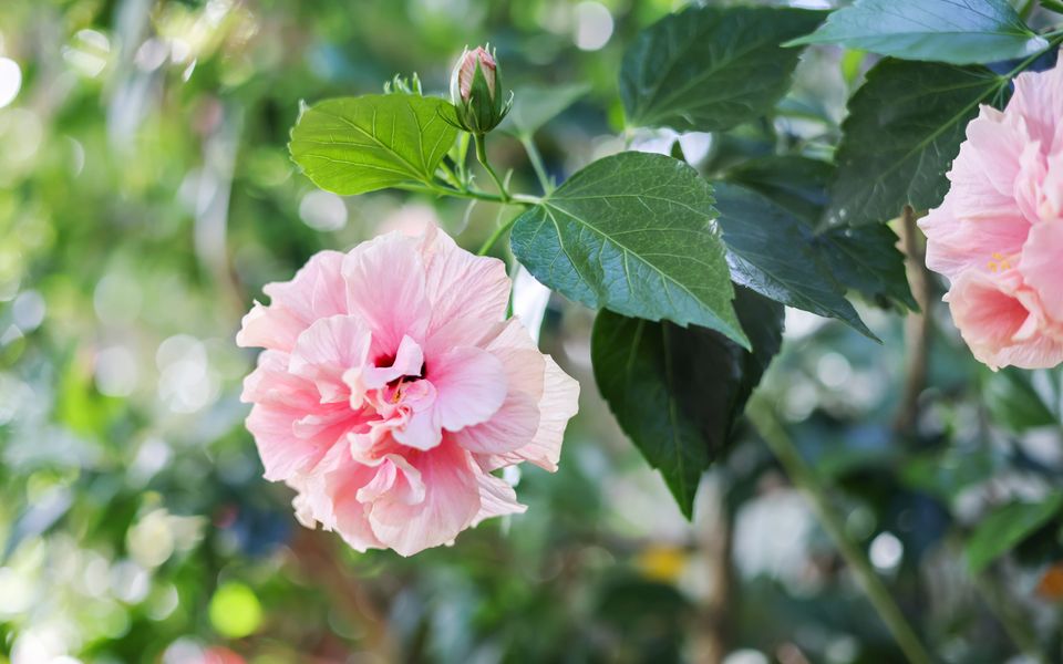 Happy Dayz – Palm Beach Dog Friendly Beach House – 3 Night Min. Stays!