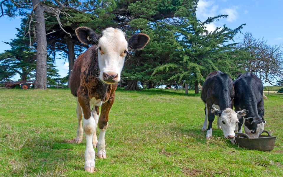 The Stables Farm Stay