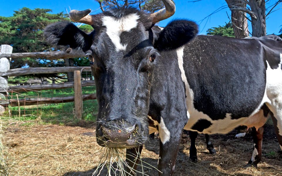 The Stables Farm Stay