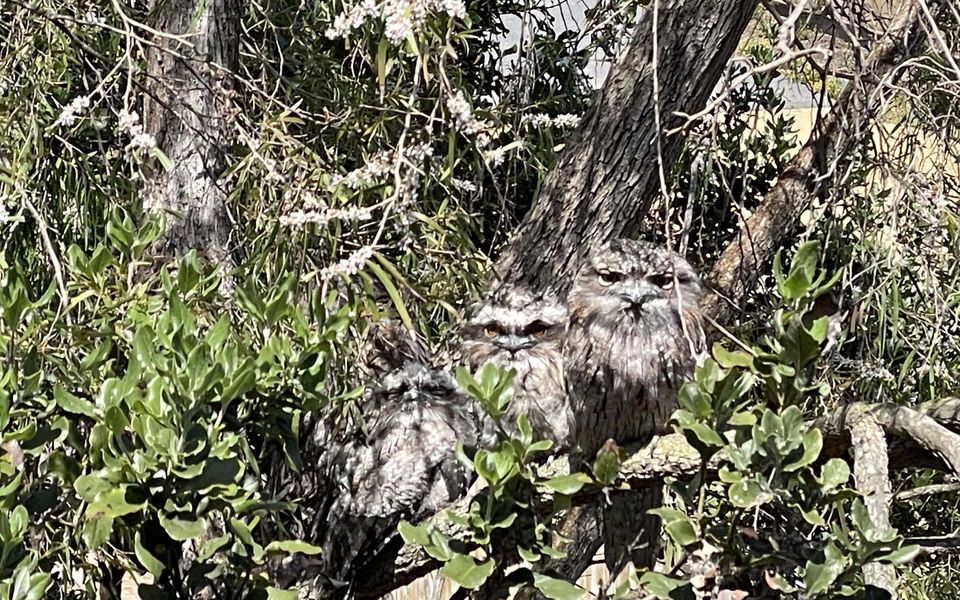 Look closely in the trees you may be lucky enough to spot the local family of Tawny Frogmouths