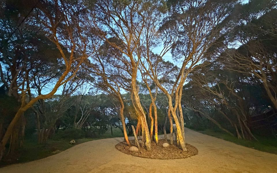Private driveway and front garden with illuminated Moonah trees.