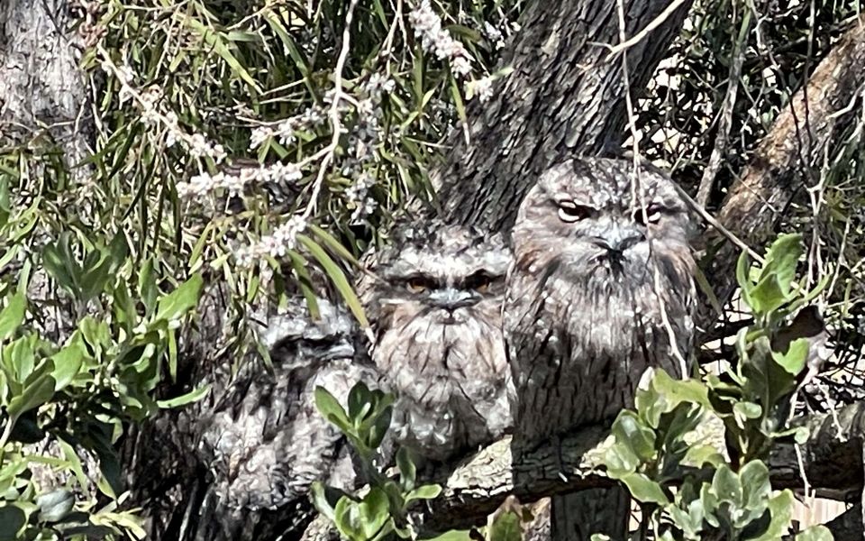 Look closely in the trees you may be lucky enough to spot the local family of Tawny Frogmouths