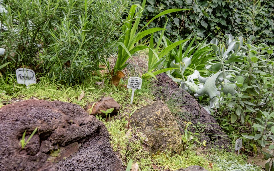 Herbs in the garden are yours to use