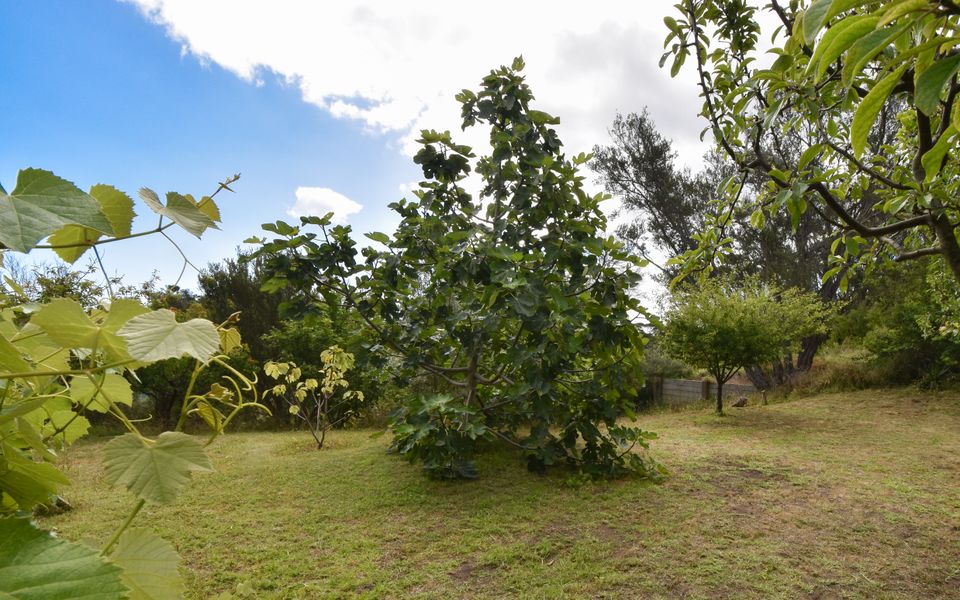 Grassy orchard area with seasonal fruit trees