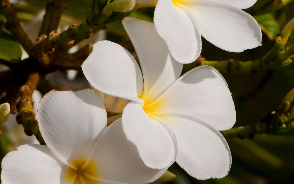 Botanica Editions at Sanctuary Resort