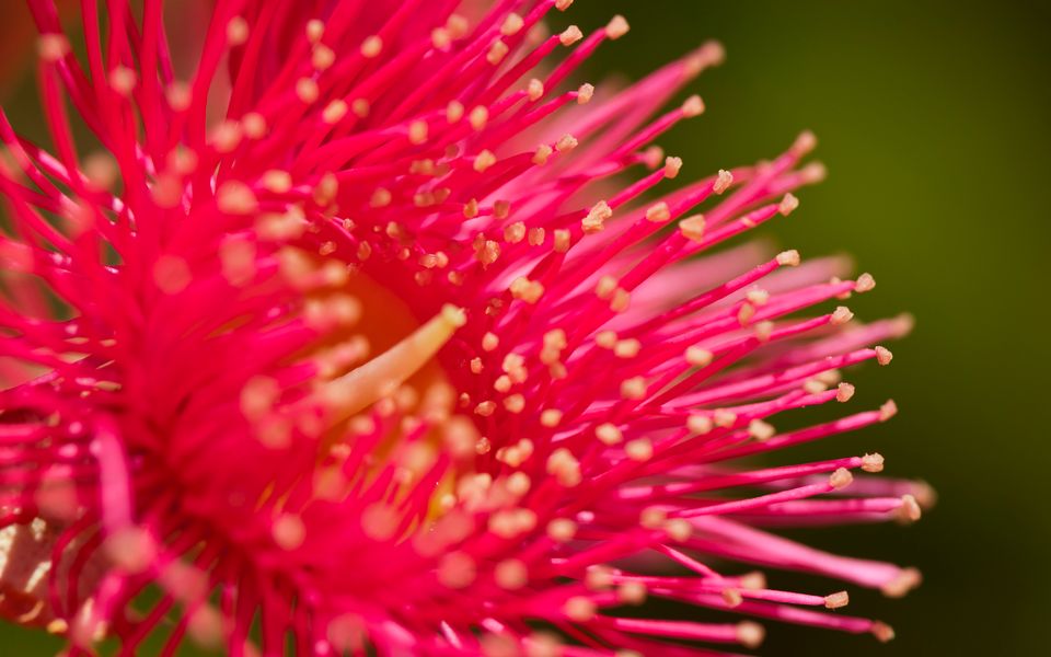 Botanica Editions at Sanctuary Resort