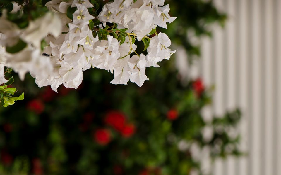 Botanica Editions at Sanctuary Resort